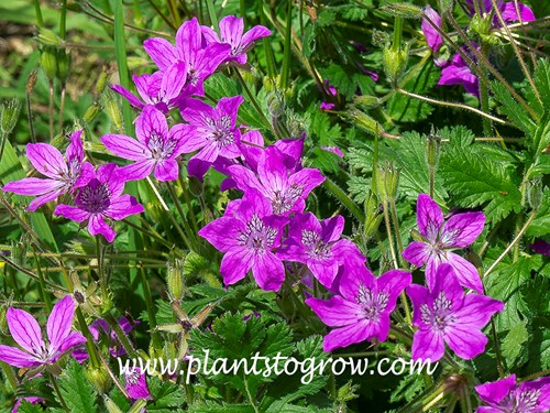 Manescau Erodium (Erodium manescarvii) 
(April)